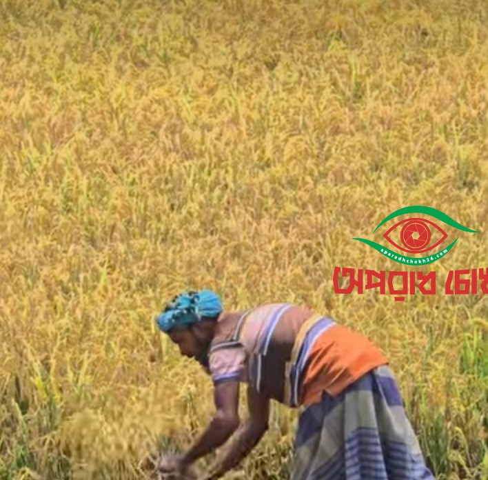 ধামইরহাটে কৃষকের আহজারি।