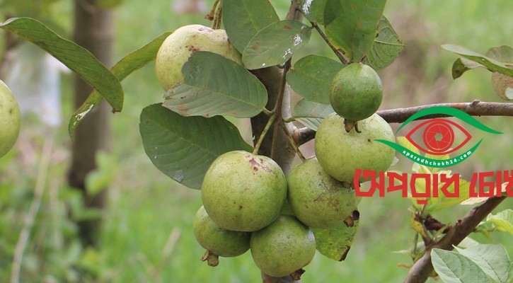 ফেনীতে বেড়েছে পেয়ারার আবাদ