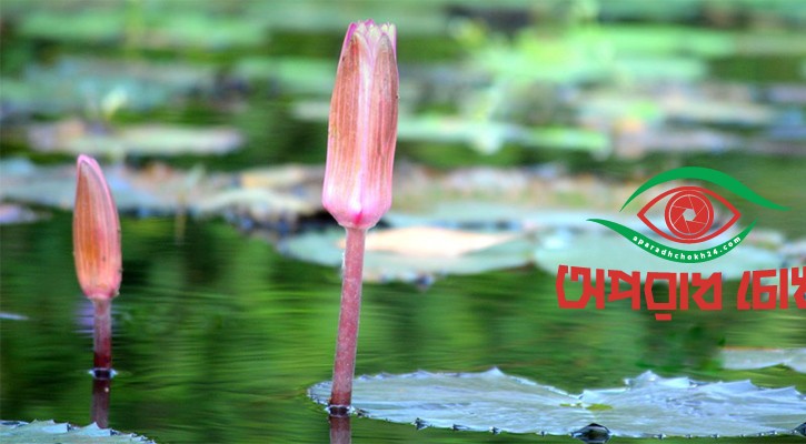 যুক্ত হলো ‘শাপলা কলি’