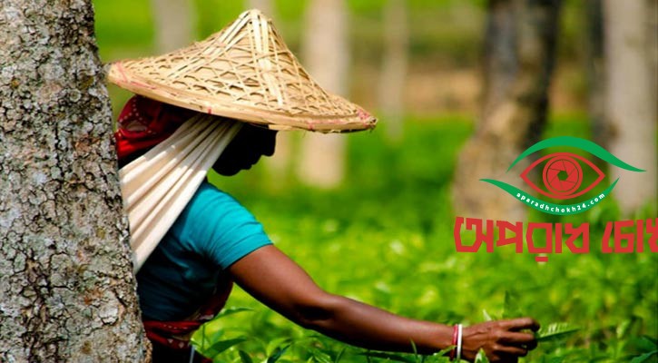 বদলে গেল ‘জাতীয় চা দিবস’ পালনের তারিখ