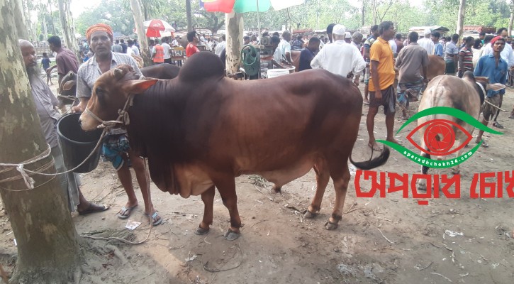 নীলফামারীতে কোরবানির হাটে গরু প্রচুর