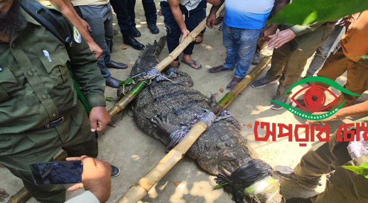 খানজাহান আলী মাজারের দিঘি থেকে সরানো হলো সেই কুমির