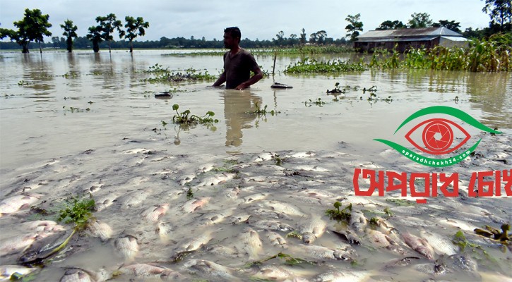 বন্যায় ভেসে গেছে ৯১ কোটি টাকার মাছ