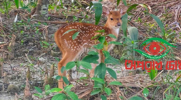 সুন্দরবনে থামছে না হরিণ শিকার