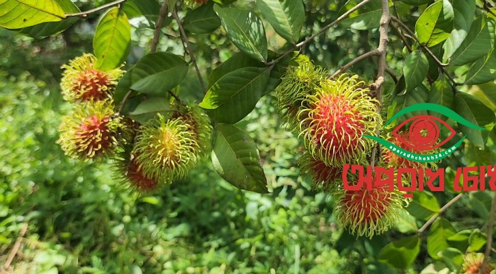  কৃষিতে নতুন স্বপ্ন দেখাচ্ছে রসালো রাম্বুটান