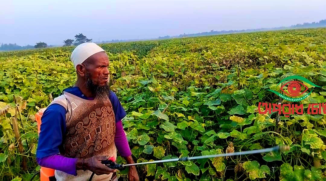  শসায় বাম্পার ফলনে কৃষকের মূখে হাসি