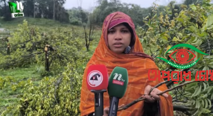 চাঁদা না দেওয়ায় ১২০০ ফলন্ত কমলা গাছ কেটে ফেলার অভিযোগ