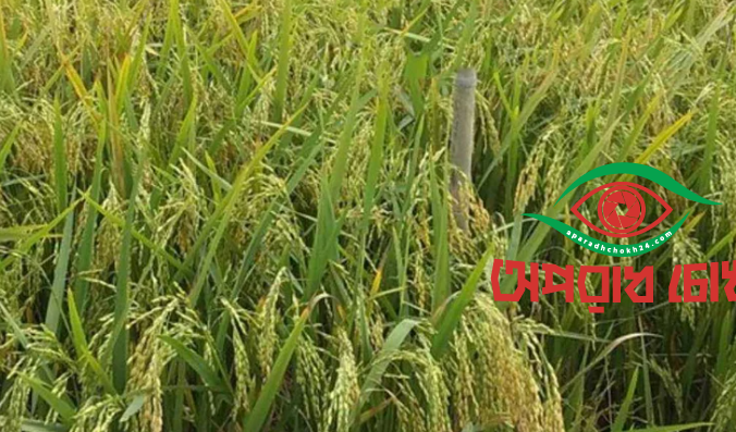 হাওরাঞ্চলের কৃষকদের জন্য আশার আলো ব্রি’র নতুন ধান ‘ব্রি ধান-১১৮’