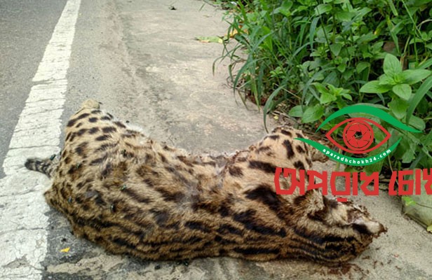 লাউয়াছড়ার পথে মরছে বন্যপ্রাণী