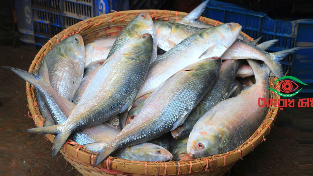 ইলিশের দাম কমে না কেন