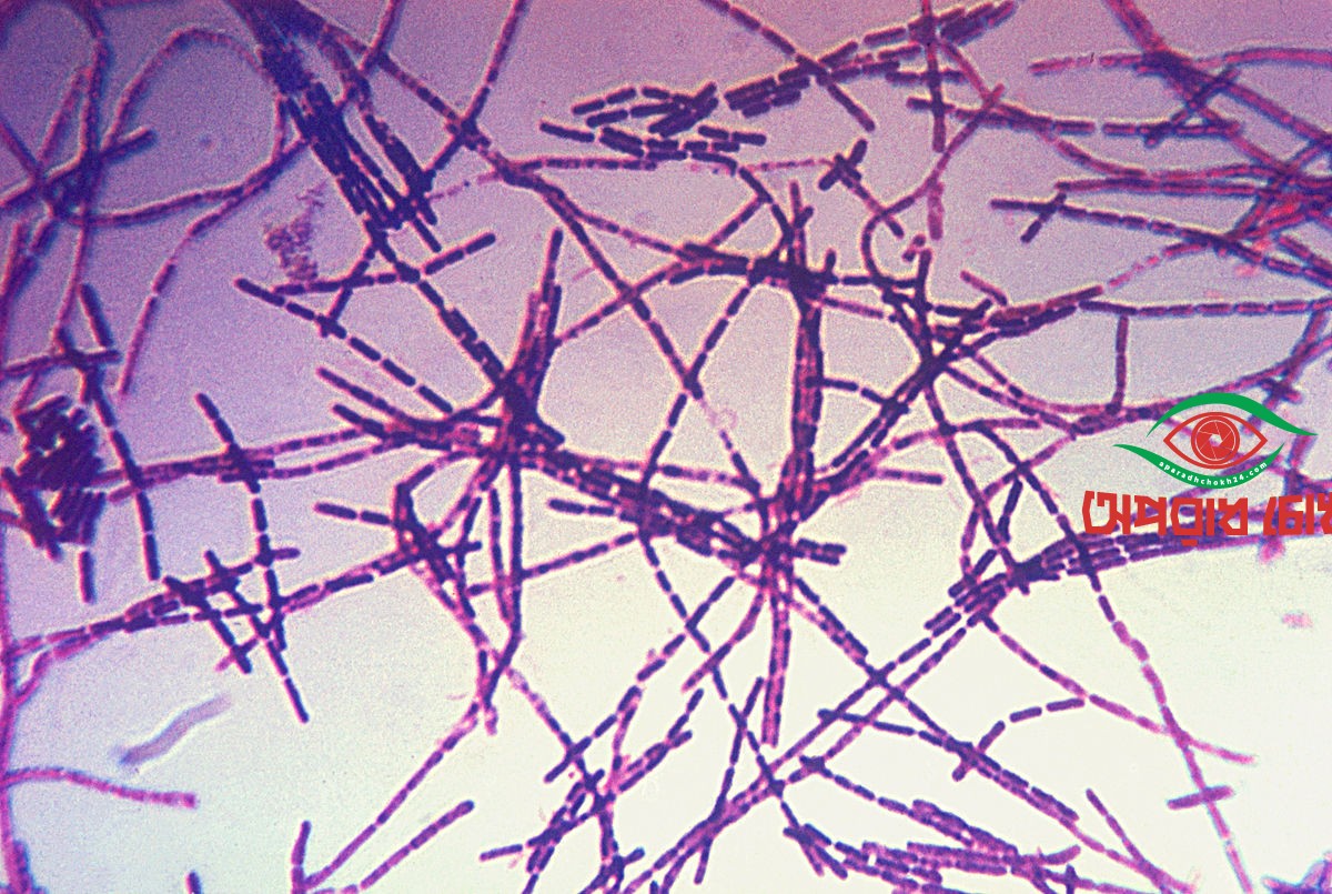 প্রাণিসম্পদ অধিদপ্তরের জরুরি ও সমন্বিত কার্যক্রম শুরু