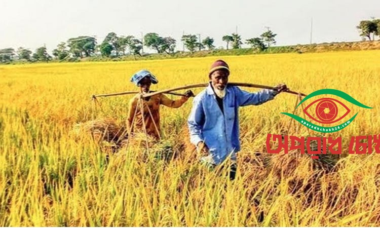 রোপা আমনের বাম্পার ফলন