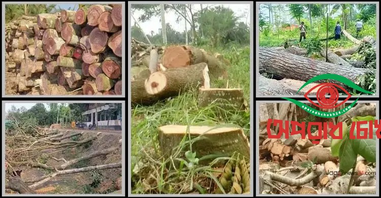 গাছ কাটার সর্বোচ্চ শাস্তি লাখ টাকা